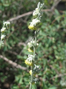 Artemisia spp.